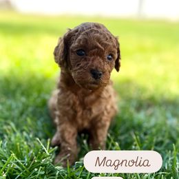 Cavapoo Puppies from Taylor Sweeten