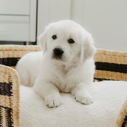 Okie - Light golden male Golden Retriever puppy in Manti, Utah from Arrowhead Kennels