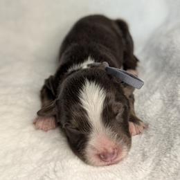 Grey collar - Red tri-color male Australian Shepherd puppy in Coulee City, Washington from Mr and Mrs Doodle Farm