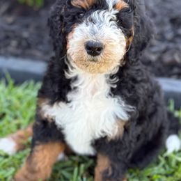 Bernedoodle Puppies from Ruthy's Bernedoodles