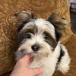 Cowboy - Yorkshire Terrier