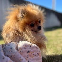 Bella - Orange sable female Pomeranian puppy in Abilene, Texas from Blessedpoms