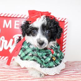 Sasha - Parti female Poodle puppy in Hugo, Oklahoma from Ann R.