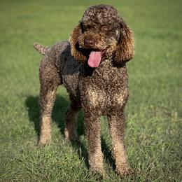 Aussiedoodle, Miniature Australian Shepherd, and Poodle Puppies from Classic K9’s  Aussies & Doodles