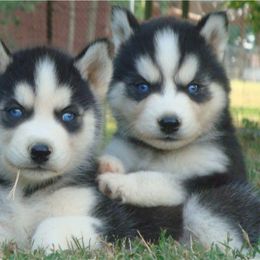 Pomsky and Siberian Husky Puppies from Hudson’s Huskies & Pomskies