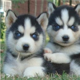 Pomsky and Siberian Husky Puppies from Hudson’s Huskies & Pomskies