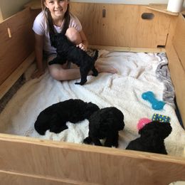 Poodle Puppies from Patricia Elliot