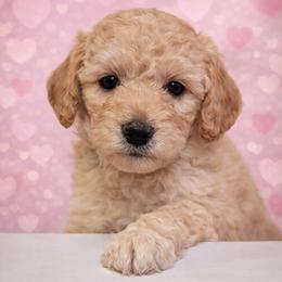 Cash - Apricot male Goldendoodle puppy in Hendersonville, Tennessee from Ben's Best Buddy Goldendoodles