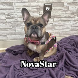 Nova - French Bulldog