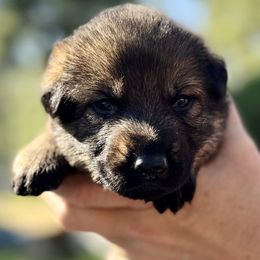 Jaws - Sable male German Shepherd puppy in Sonora, California from Elite Haus K9