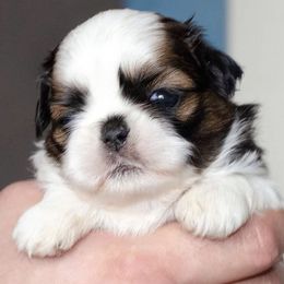 Shih Tzu Puppies from The Shih Tzu Life