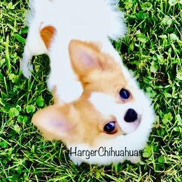Chihuahua Puppies from Harger Chihuahuas