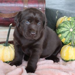 Willow - Chocolate female Labrador Retriever puppy in Camden, Indiana from Camden's Caring Canines