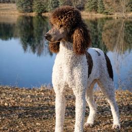 Jimmy - Poodle