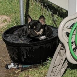 French Bulldog All Grown Up from Kelly Bulldogs