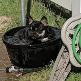 French Bulldog All Grown Up from Kelly Bulldogs