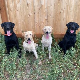 Labrador Retrievers from Logan River Retrievers