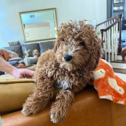 Dana - Red  female Goldendoodle puppy in La Verne, California from Marshall Goldendoodles
