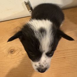 American Corgi and Australian Shepherd Puppies from KC Bar