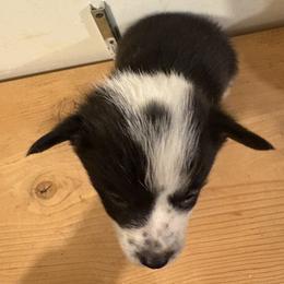 American Corgi and Australian Shepherd Puppies from KC Bar