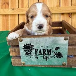 Uriel - Red and white male Cockapoo puppy in Holton, Indiana from MoonShine Babies
