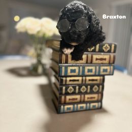 Poodle Puppies from Maison des Caniches