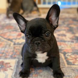 Daisy - Brindle female French Bulldog puppy in San Diego, California from California Dream Frenchies