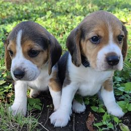 Beagles from Lost Trail Kennels