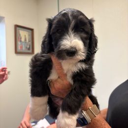 Jelly Roll - Black and white male Sheepadoodle puppy in Franklin, Texas from Cross Doodles