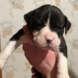 4 - male Alapaha Blue Blood Bulldog puppy in Grafton, Ohio from Eclipse Alapaha Kennels
