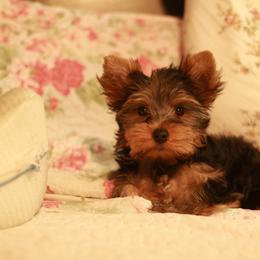 Cute Girl - Black and gold female Yorkshire Terrier puppy in Stanton, California from Essence of Grace Yorkies