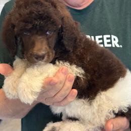 Tux girl - Parti female Poodle puppy in Wentworth, South Dakota from PaintersPreciousPoodles