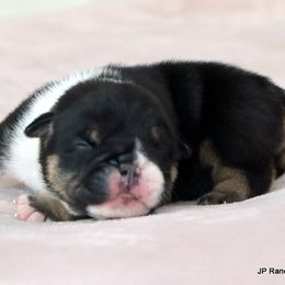 Elvis - Black tri-color male Bulldog puppy in Winnsboro, Texas from JP Ranch Bulldogs