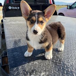 S'more - Black and tan male Pembroke Welsh Corgi puppy in Stockton, Utah from BW Corgis