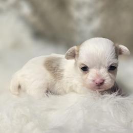 Rummy (Rum Rasin) - Cream and white female Chihuahua puppy in Plainfield, Indiana from Abby's Pampered Pooches
