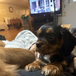 Cavalier King Charles Spaniel Puppies from Herrons King Cavaliers