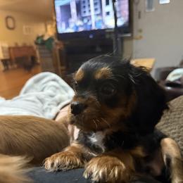 Cavalier King Charles Spaniel Puppies from Herrons King Cavaliers