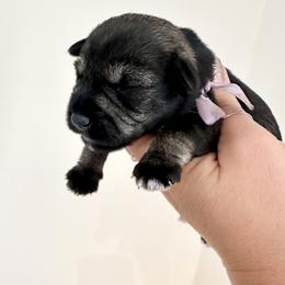 Light Purple Girl - Salt and pepper female Miniature Schnauzer puppy in Floyd, Virginia from Little River Puppies