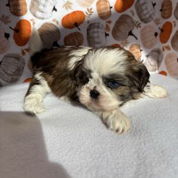 Fiona - Tricolor female Shih Tzu puppy in Mountain Grove, Missouri from Happy Hounds and More🐾