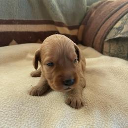 Maple - Golden female Golden Retriever puppy in Wellington, Colorado from High Country Golden Retrievers