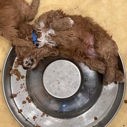 Goldendoodle Puppies from Sunnydoodle Utah