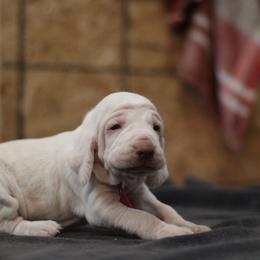 Girl 2 - White and orange female Bracco Italiano puppy in Williamsburg, Virginia from Eastern Breeze