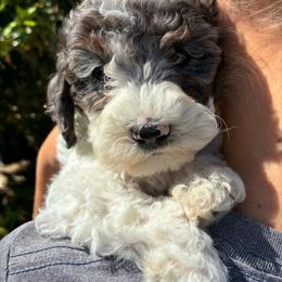 Snow White - Merle female Cockapoo puppy in Adrian, Oregon from ApplebyFarm