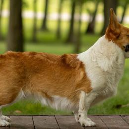 Magic - Pembroke Welsh Corgi
