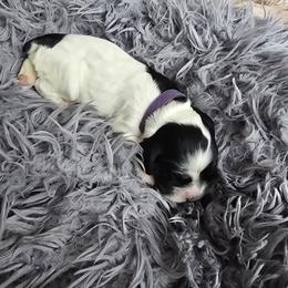 Bella - Black white and tan female Cocker Spaniel puppy in Midlothian, Virginia from Swift Creek Cocker Spaniels
