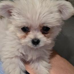 Pomeranian and Shihpoo Puppies from Lisas Pomeranians