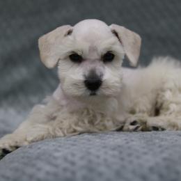 Kieran - White male Miniature Schnauzer puppy in Tremonton, Utah from Rocky Mountain Schnauzer