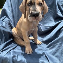 Alfred - Merle male Great Dane puppy in Naples, Florida from Above The Salt Danes