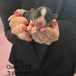 Boy - Black tan and white male Biewer Terrier puppy in Chester, South Carolina from Classic Biewers