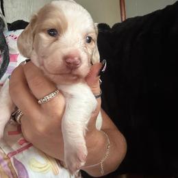 Bodie - Piebald male Dachshund puppy in Lakeland, Florida from Queens of the South